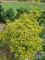 Euonymus Japonicus